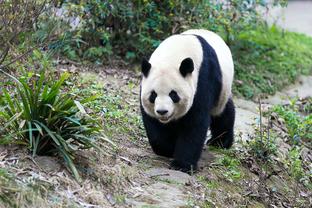 葛振：青岛西海岸正在接触新外教 若有更多赞助J罗加盟也可以的